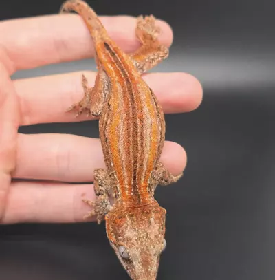 plant/Orange Stripe Gargoyle Gecko-1-thumbnail