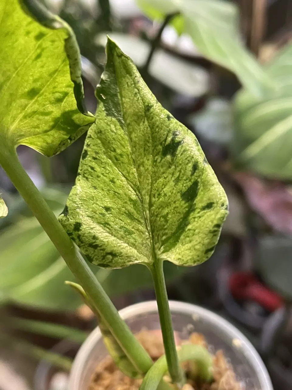 plant/Green Splash/ Green Spot Syngonium-1