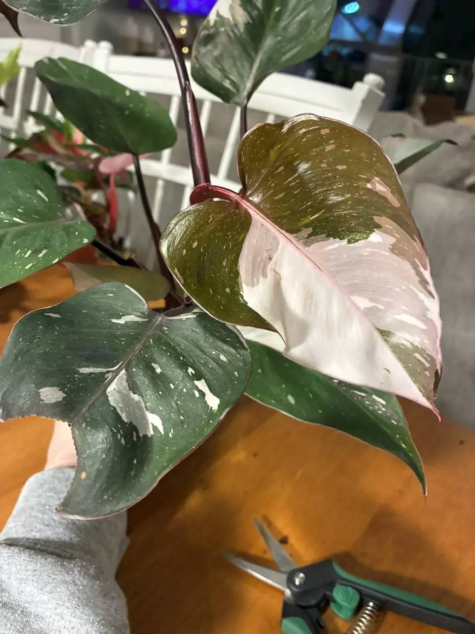 plant/Red Anderson-1