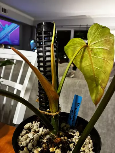 plant/Whipped Way Mint-2-thumbnail