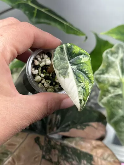 plant/Alocasia Maharani Albo-0-thumbnail
