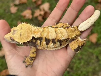 plant/Acorn - RTB F Tricolor w/ STRUCTURE-1-thumbnail