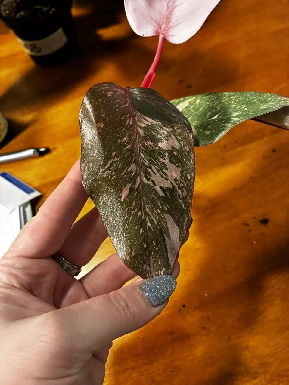 plant/Pink princess-1