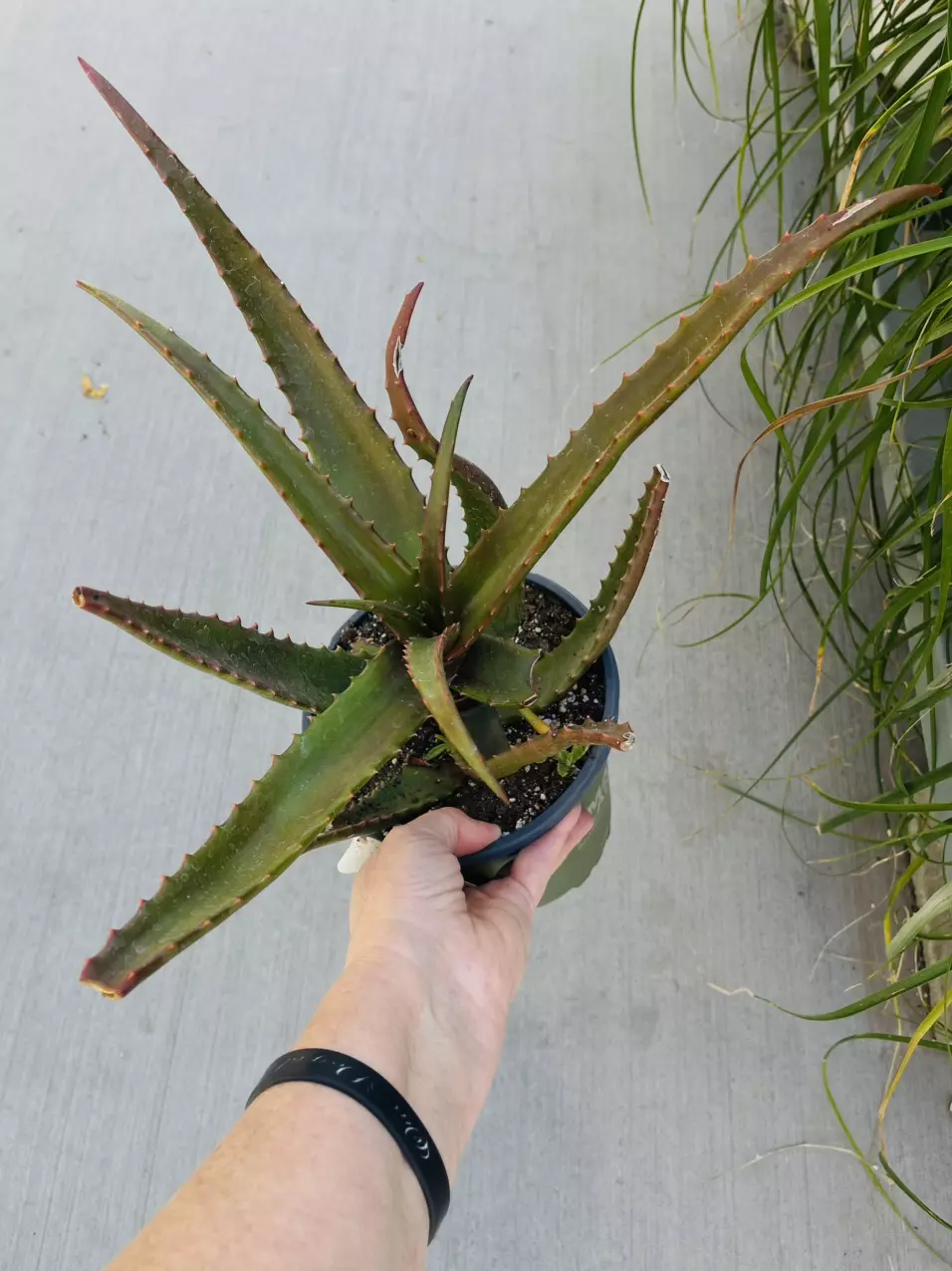 plant/Aloe Cameronii, Gallon GC-0