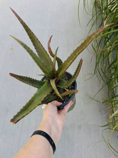 plant/Aloe Cameronii, Gallon GC-0-thumbnail