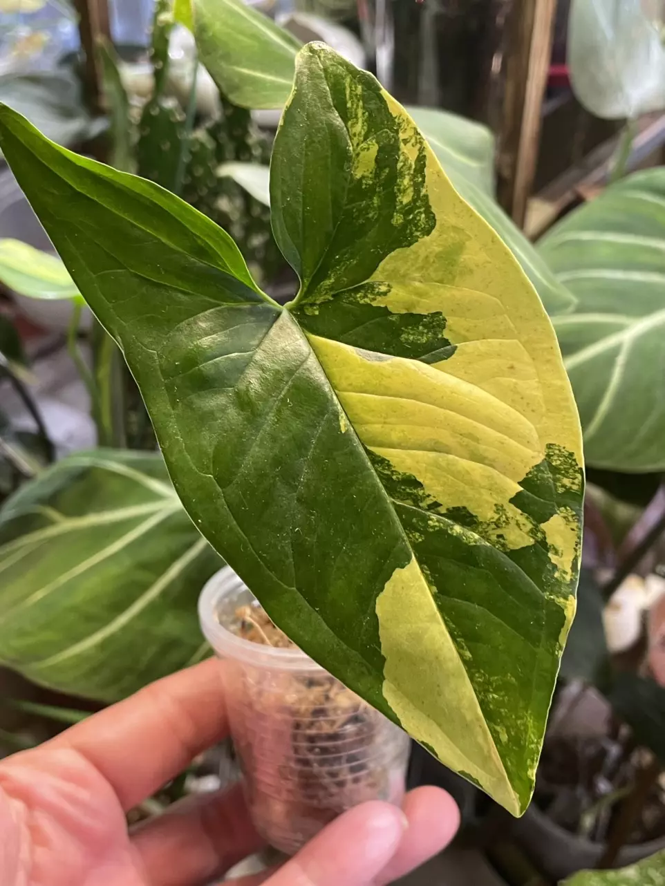 plant/Syngonium Aurea-0