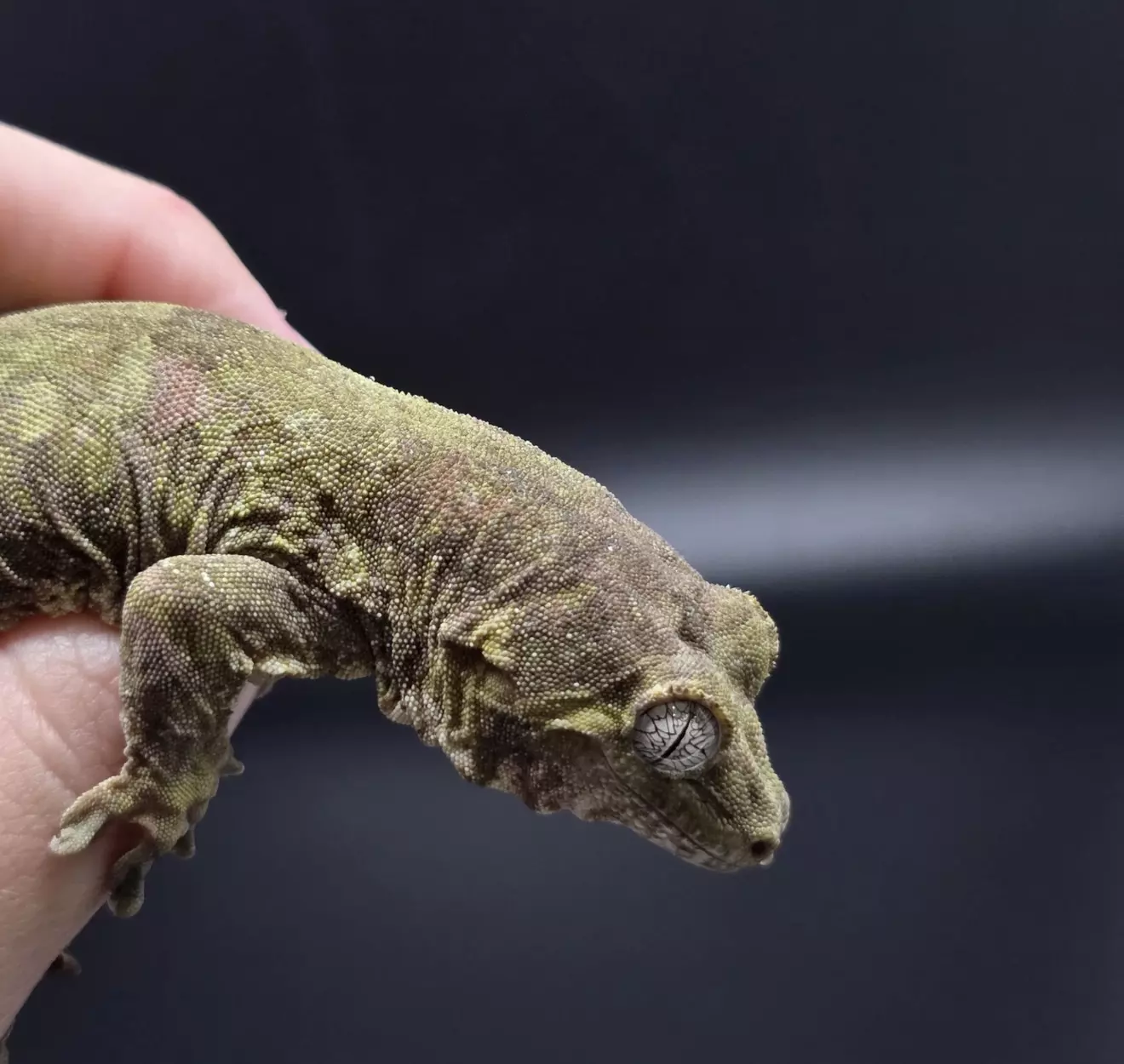 plant/Proven Female Pine Island Chahoua Gecko-0