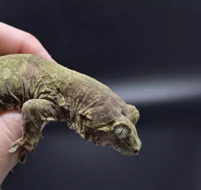 plant/Proven Female Pine Island Chahoua Gecko-0-thumbnail