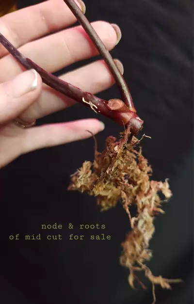 plant/Philodendron Variegated Dark Lord - Mid Cut-5-thumbnail