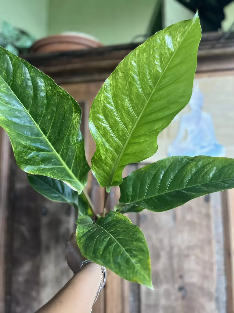 plant/Anthurium Hookerii VG-1