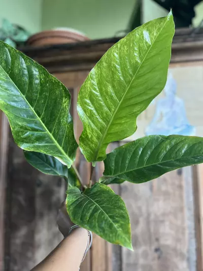 plant/Anthurium Hookerii VG-1-thumbnail