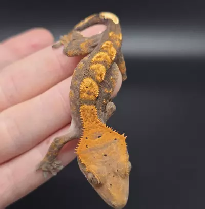 plant/Orange Harlequin Dark Base Crested Gecko-0-thumbnail