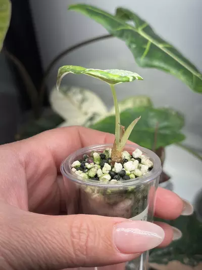 plant/Alocasia Maharani Albo-1-thumbnail