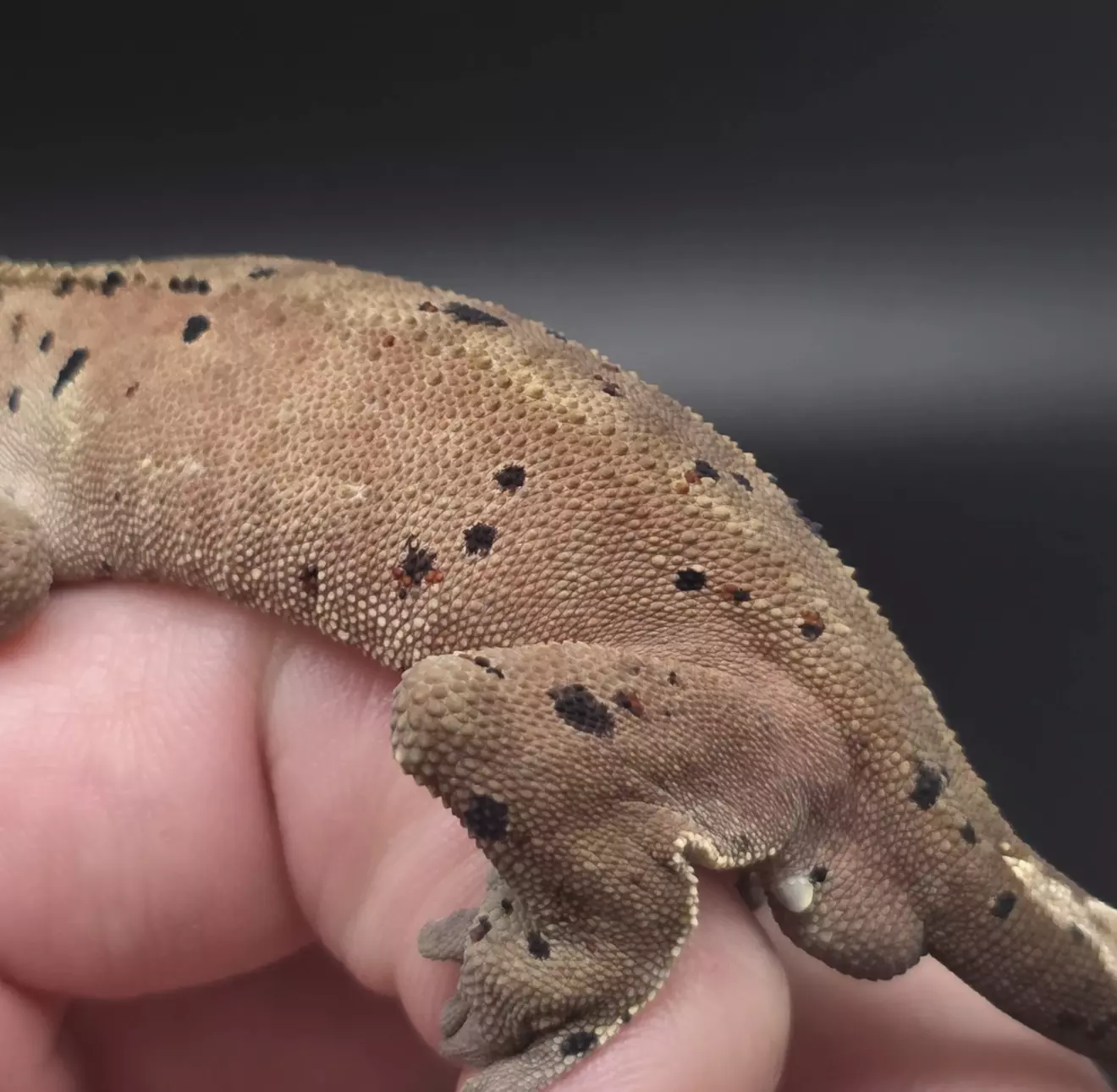 plant/Olive/Red Bullseye Dalmatian Male Crested Gecko-2