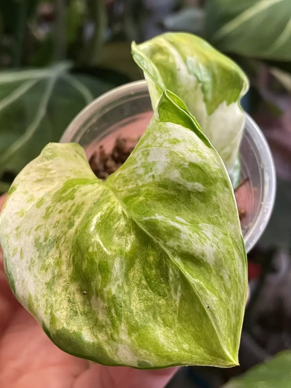 plant/Harlequin Manjula ~ Epipremnum-0