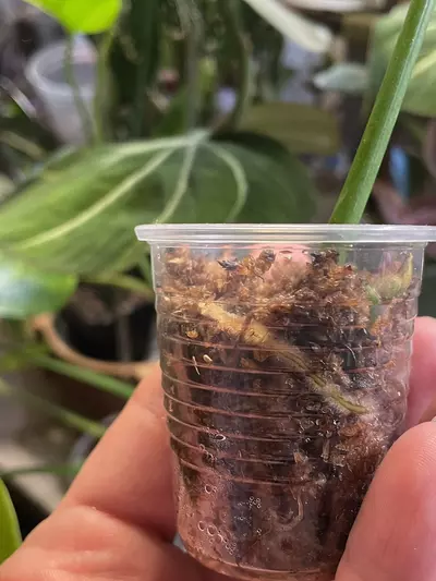 plant/Rhaphidophora Decursiva-1-thumbnail