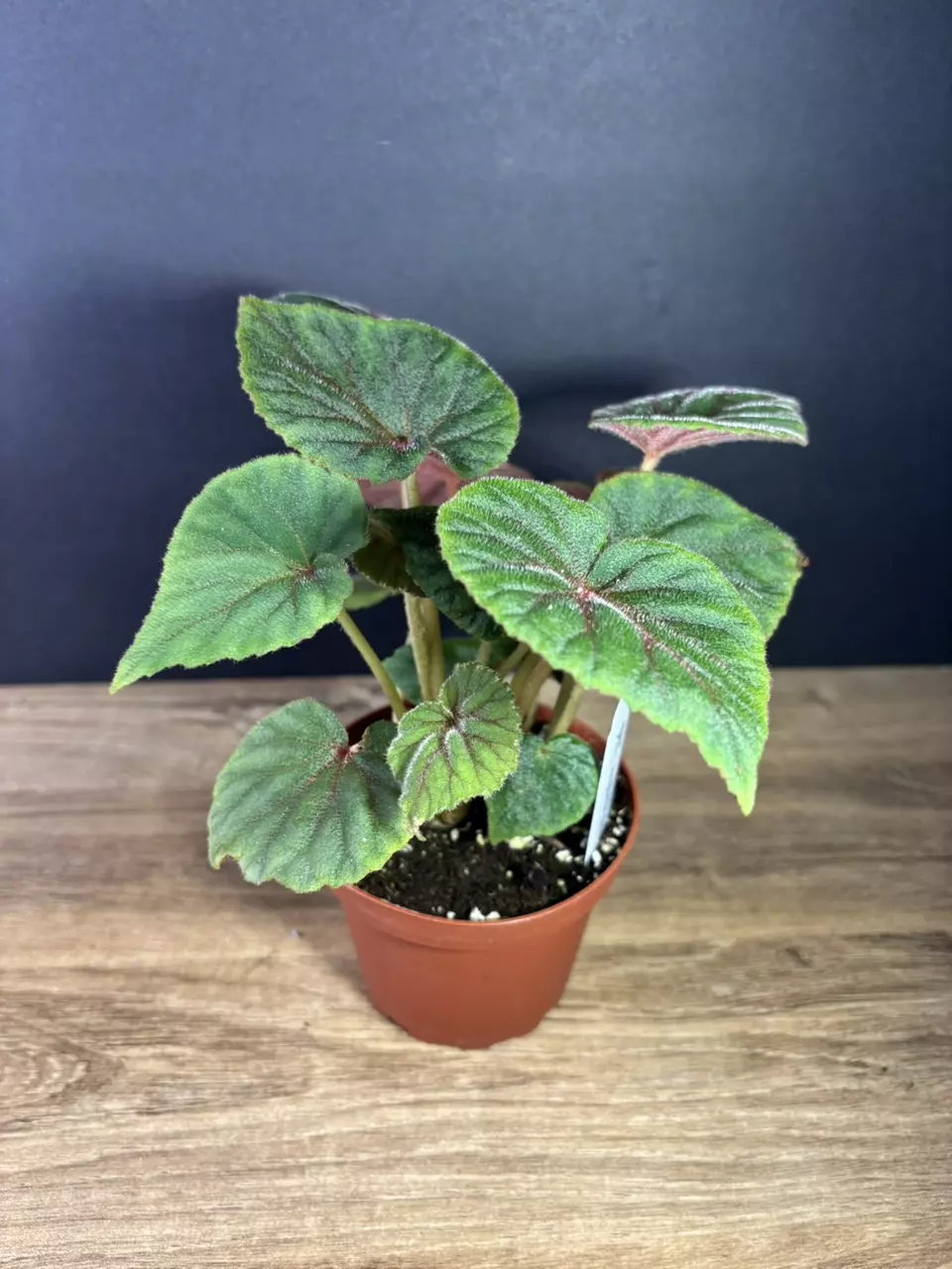 plant/Begonia Sericoneura var. Lindleyana 4” 2127-1