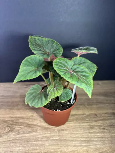 plant/Begonia Sericoneura var. Lindleyana 4” 2127-1-thumbnail