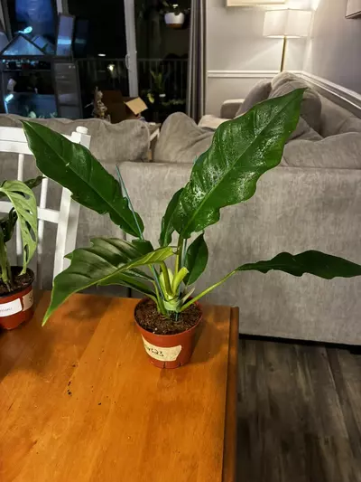 plant/Jungle Boogie-0-thumbnail