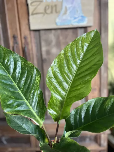 plant/Anthurium Hookerii VG-3-thumbnail