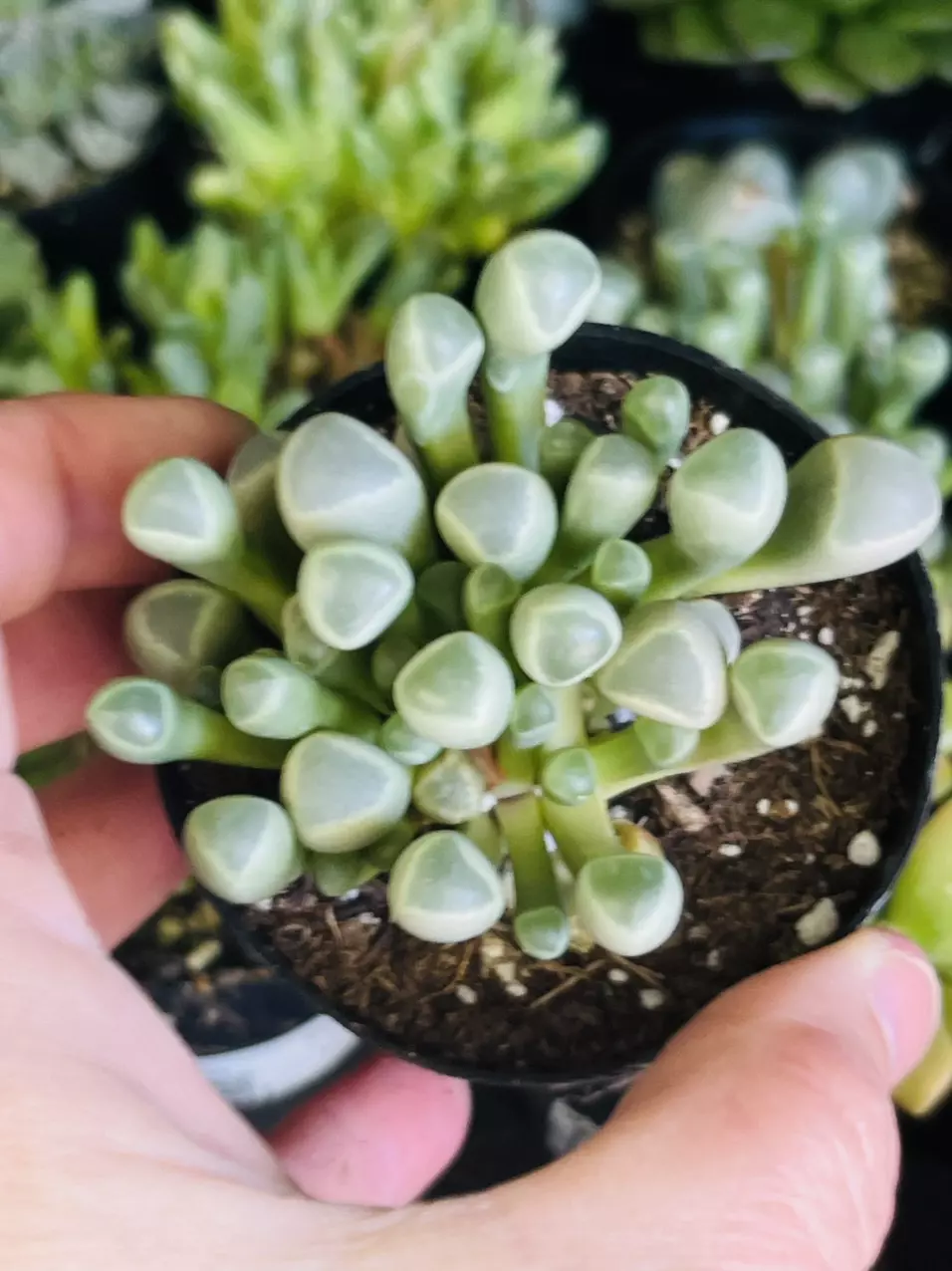 plant/Mesemb Baby Toes, 2.5” GC-0