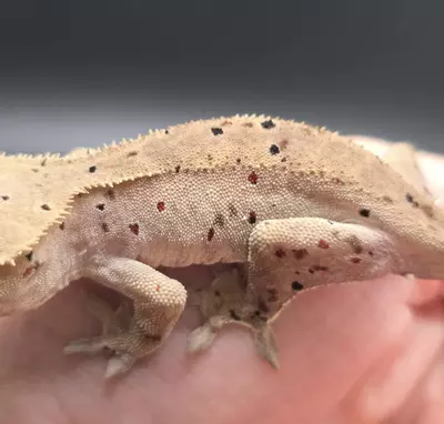 plant/Mardi Gras Dalmatian NPV-3-thumbnail