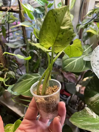 plant/Green Splash/ Green Spot Syngonium-0-thumbnail