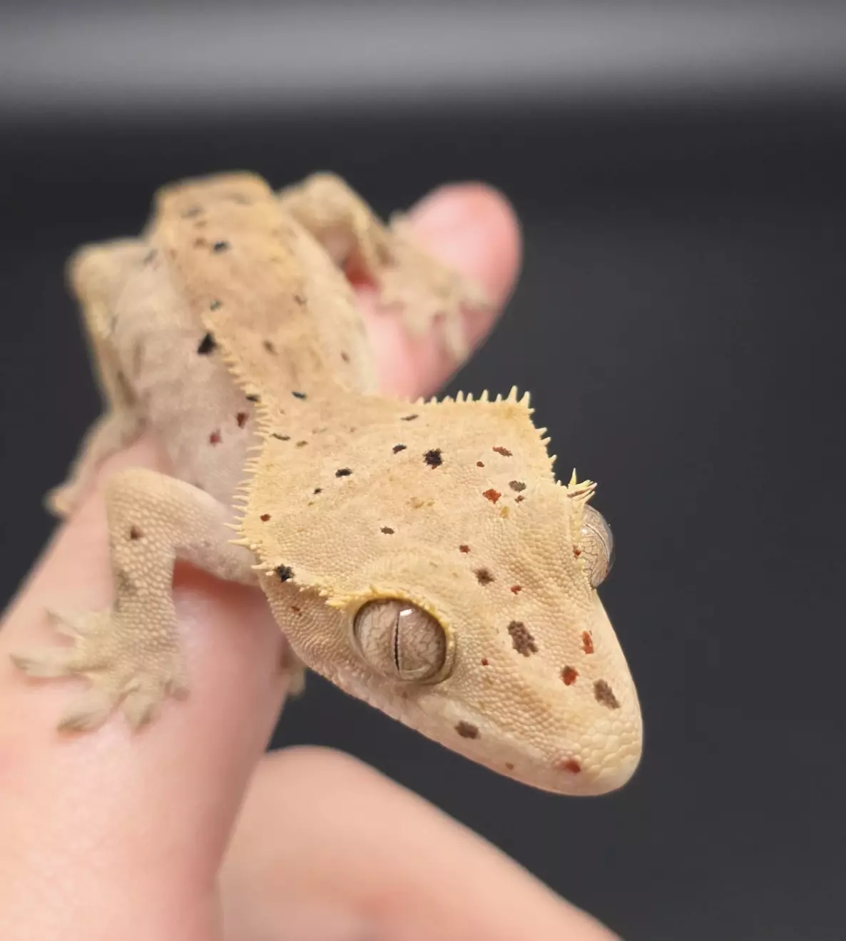 plant/Mardi Gras Dalmatian NPV-0