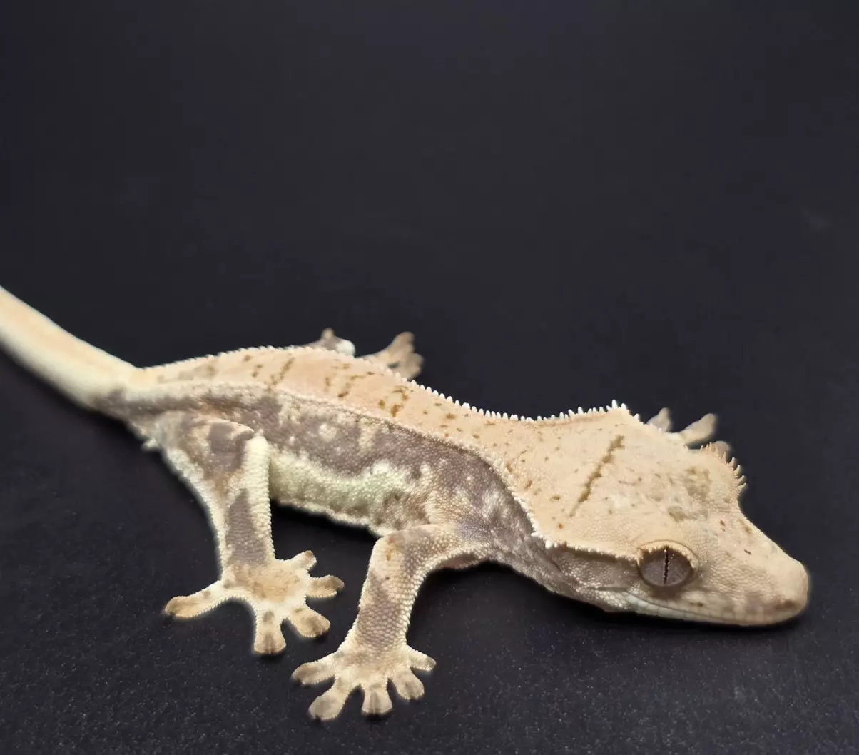 plant/Drippy Lilly White Baby NPV-0