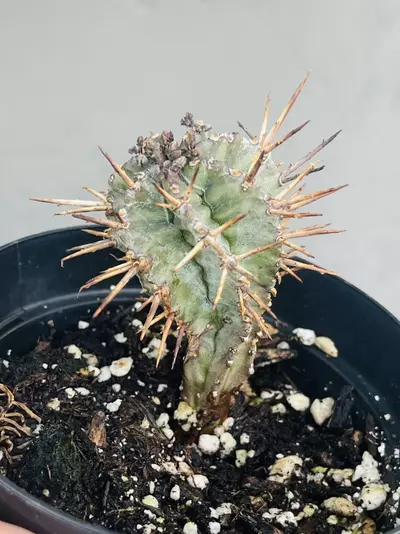 plant/Euphorbia Jansvilensis, 3”-0-thumbnail