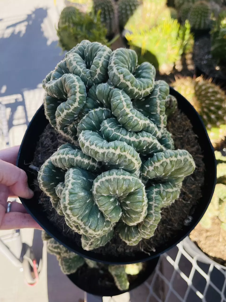 plant/Cylindropuntia Emerald Idol Cactus Crest, 8” GC-0