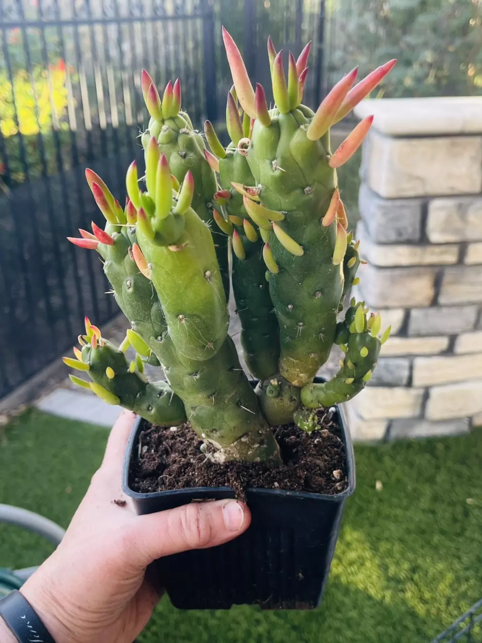 plant/Opuntia Subulata Monstros Gumbi, 5” pot-0