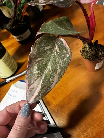 plant/Pink princess-2-thumbnail