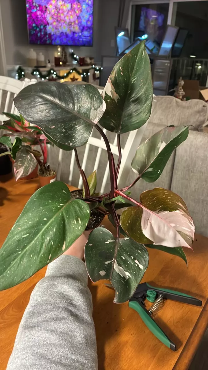 plant/Red Anderson-0