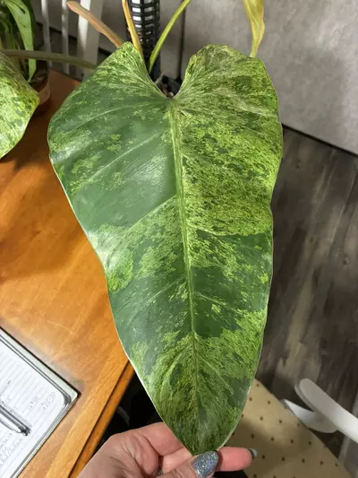 plant/Whipped Way Mint-1-thumbnail