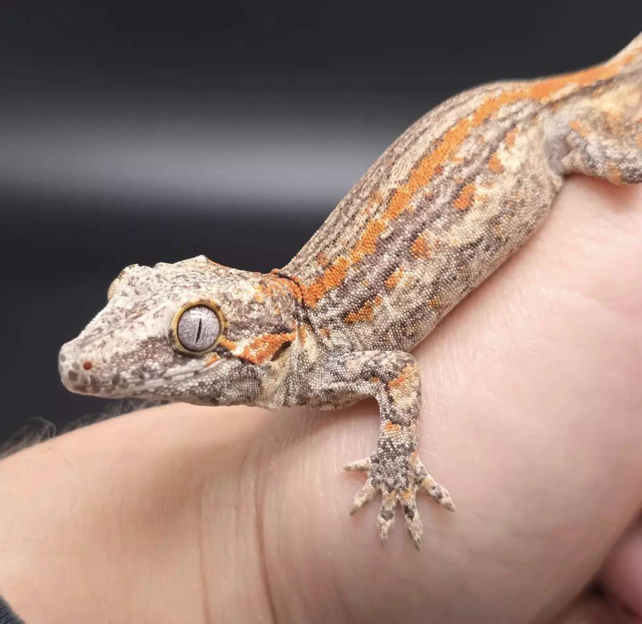 plant/Orange Stripe Gargoyle Gecko NPV-0