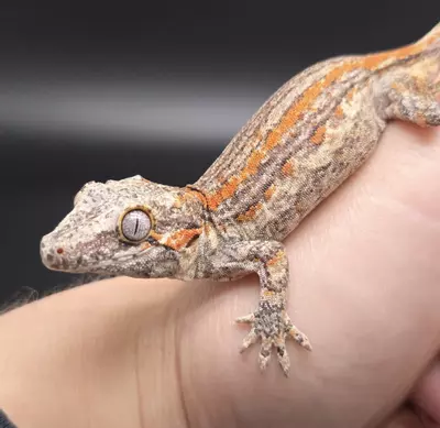 plant/Orange Stripe Gargoyle Gecko NPV-0-thumbnail