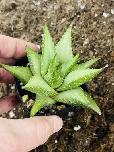 plant/Haworthia Hybrid 2”-0-thumbnail