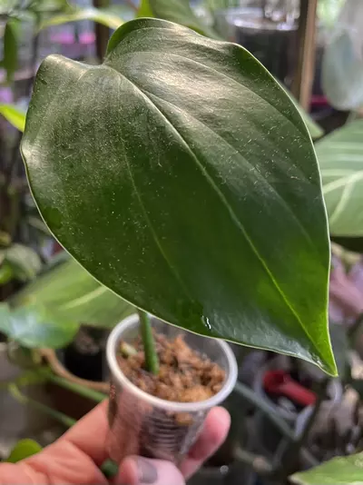 plant/Rhaphidophora Decursiva-2-thumbnail