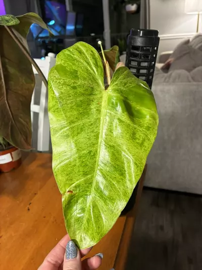 plant/Whipped Way Mint-3-thumbnail