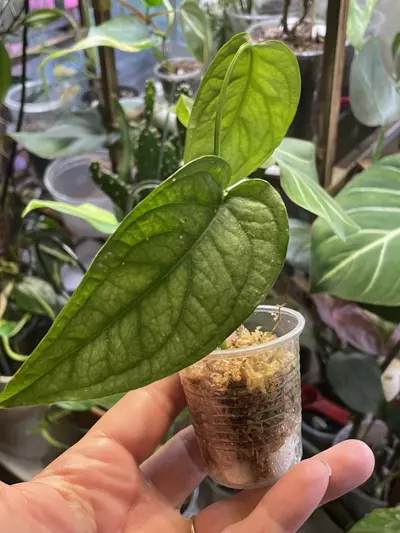 plant/Monstera El Salvador Siltepecana-0-thumbnail