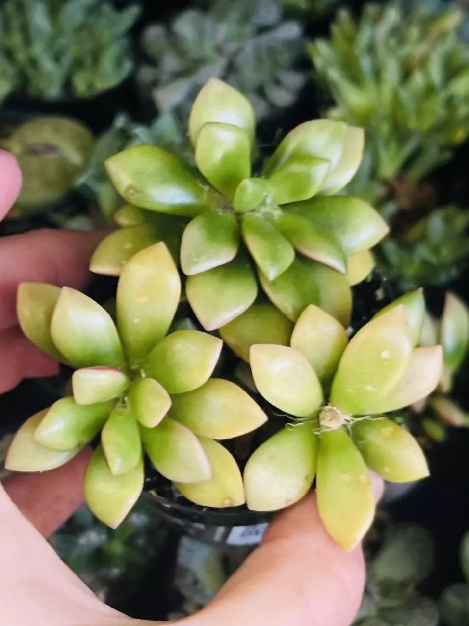 plant/Mesemb Anacampseros Sunrise 2.5” GC-0