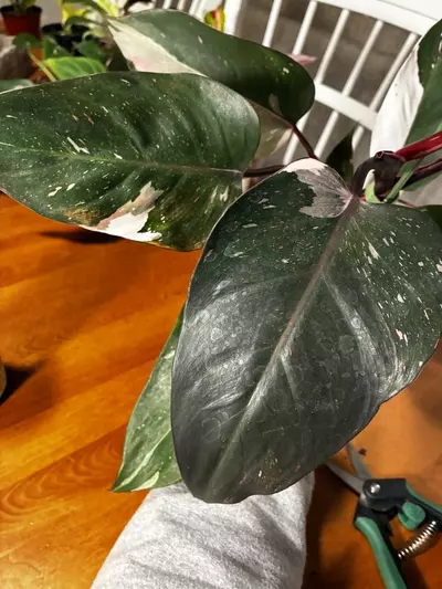 plant/Red Anderson-3-thumbnail