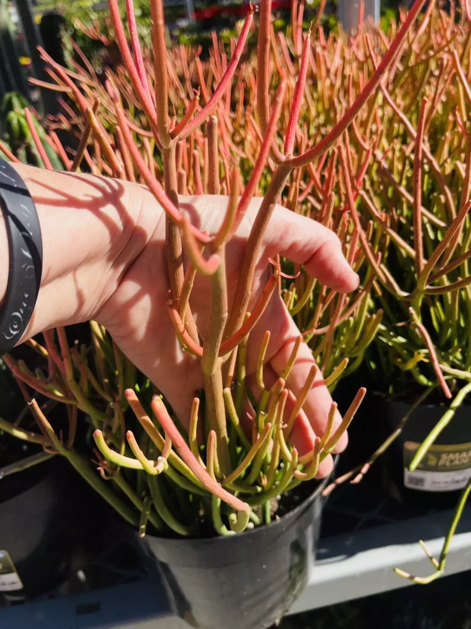 plant/Euphorbia Firesticks, Single Plant, GC-0