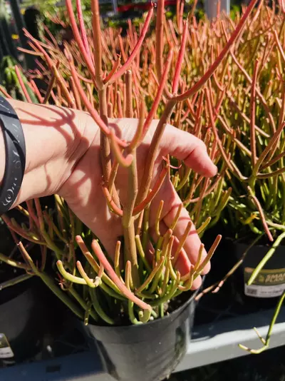 plant/Euphorbia Firesticks, Single Plant, GC-0-thumbnail