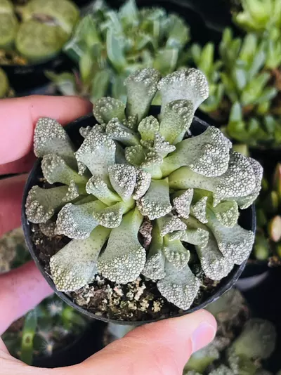 plant/Mesemb Titanopsis Calcera 2.5” GC-0-thumbnail