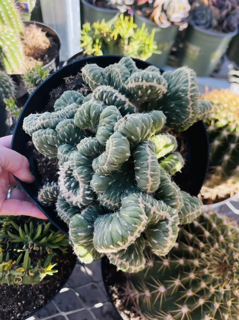 plant/Cylindropuntia Emerald Idol Cactus Crest, 8” GC-1