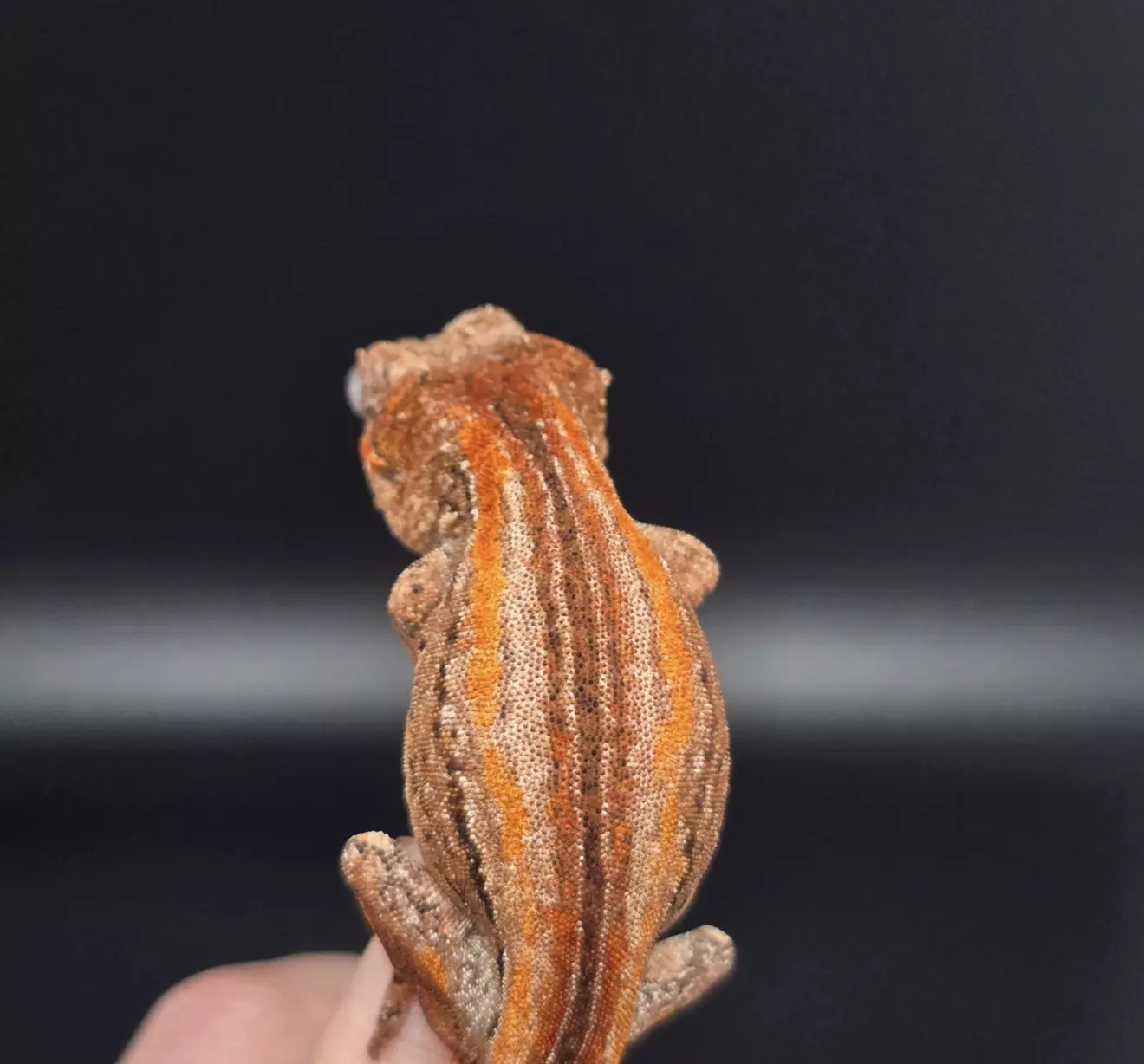 plant/Orange Stripe Gargoyle Gecko-2
