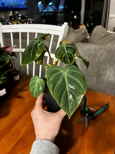 plant/El Chico Red-1-thumbnail