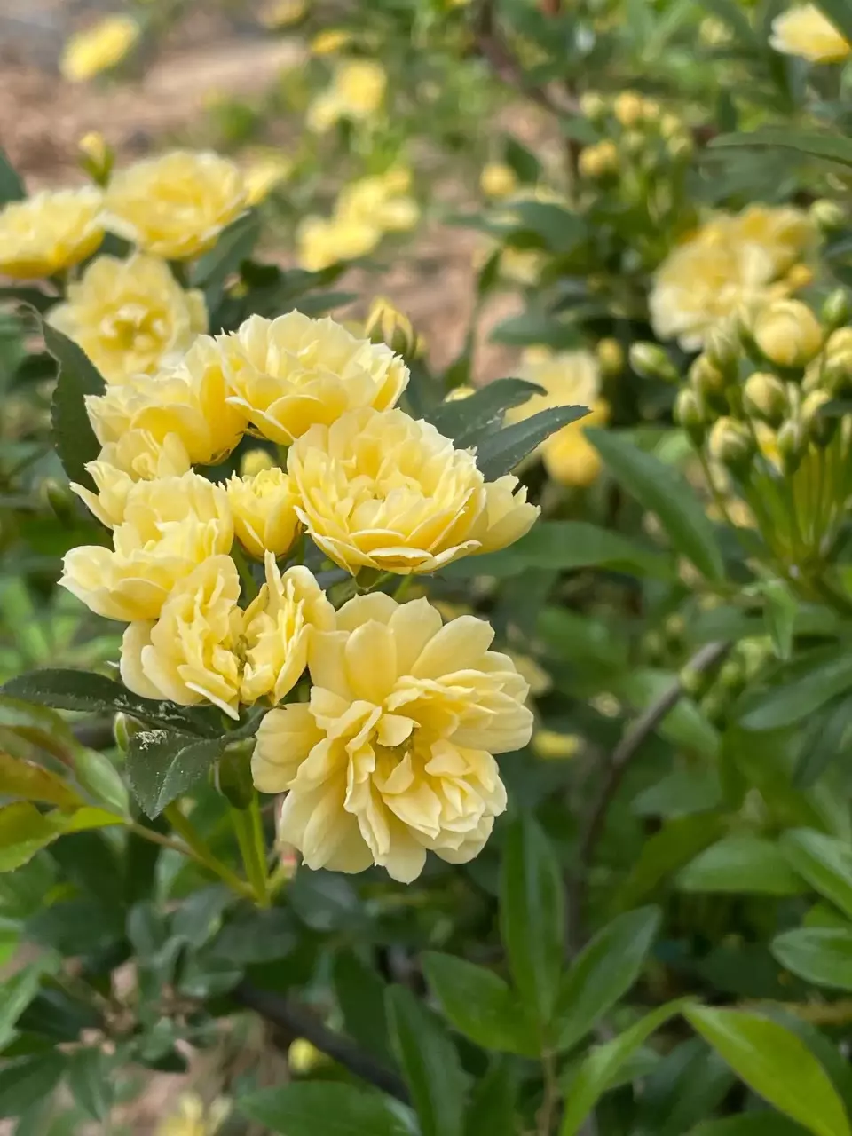 plant/Lady Banks Rose clippings for propagation-1